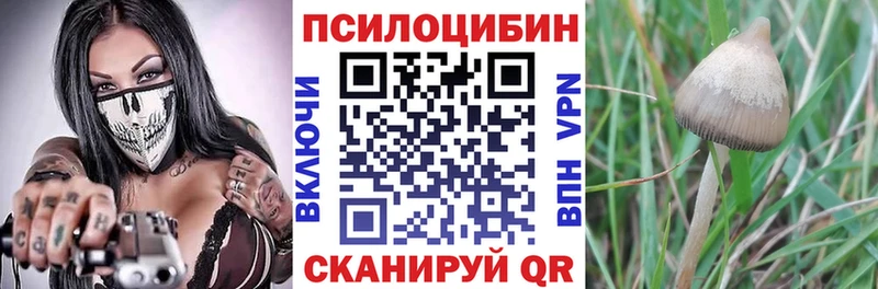 блэк спрут ТОР  Сураж  площадка формула  как найти закладки  Галлюциногенные грибы GOLDEN TEACHER 